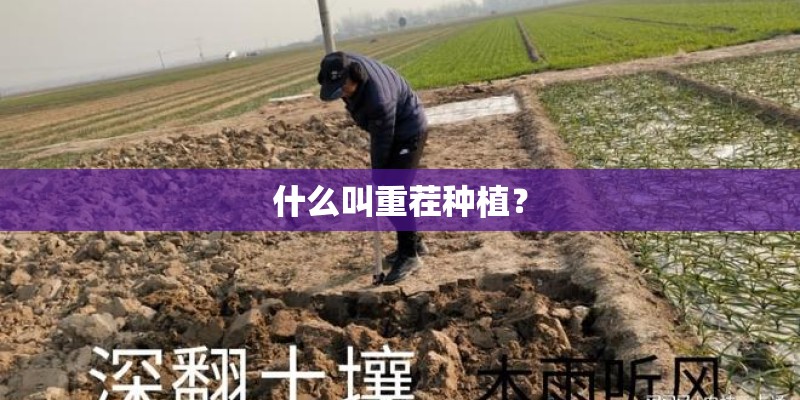 什么叫重茬种植？