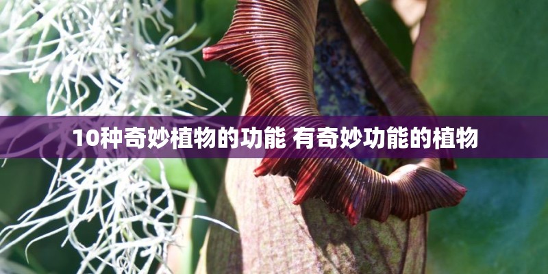 马赛国际公寓的介绍