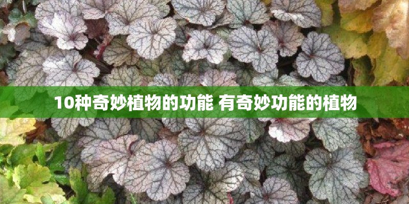 10种奇妙植物的功能 有奇妙功能的植物