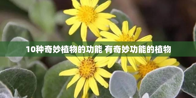 10种奇妙植物的功能 有奇妙功能的植物
