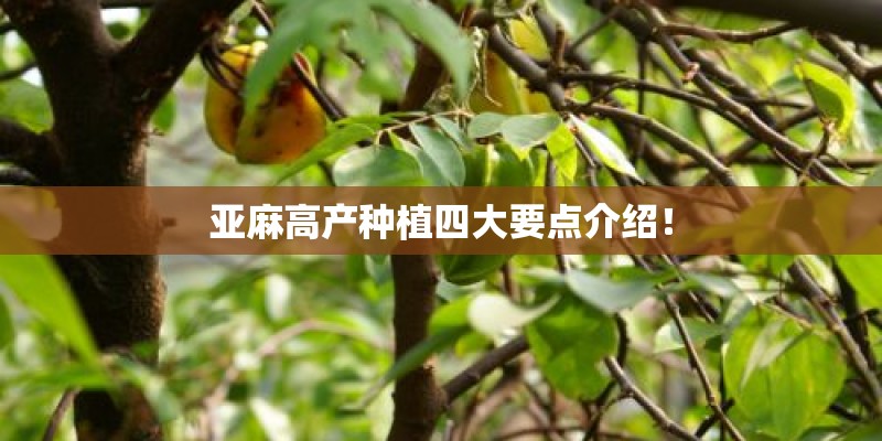亚麻高产种植四大要点介绍！