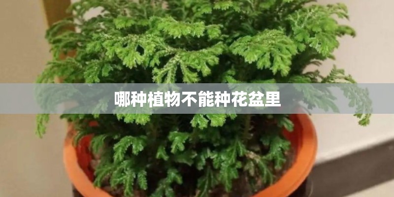 马赛国际公寓的介绍