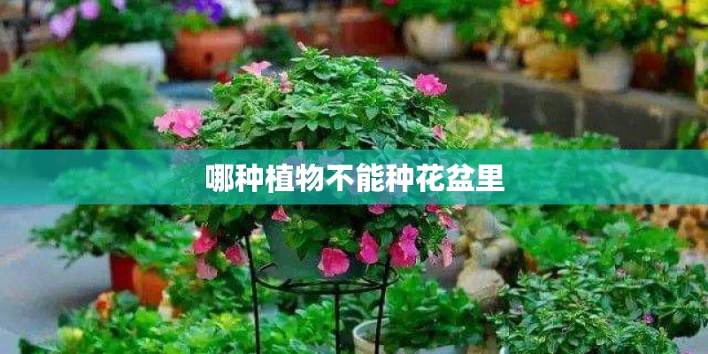 哪种植物不能种花盆里