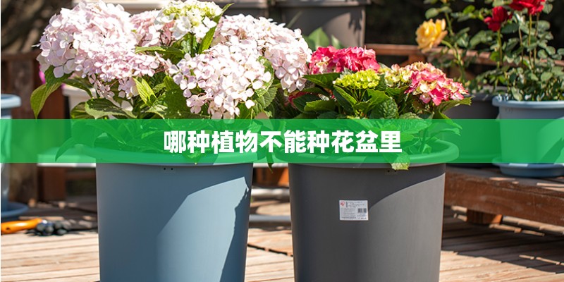 哪种植物不能种花盆里