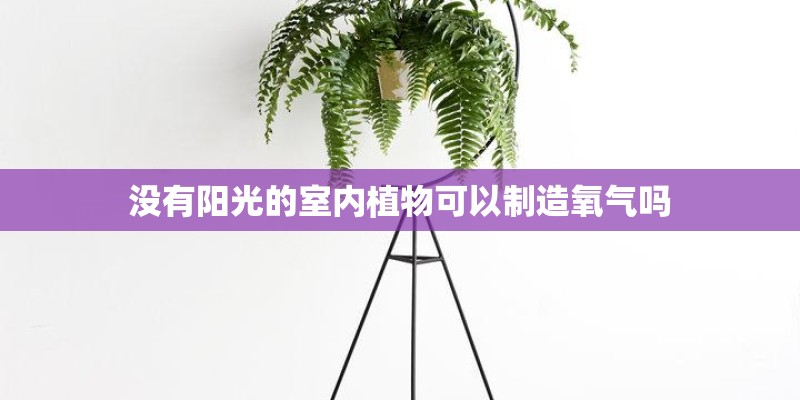 没有阳光的室内植物可以制造氧气吗