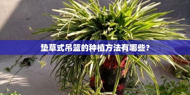 如何养河豚