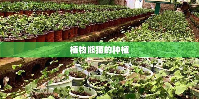 植物熊猫的种植