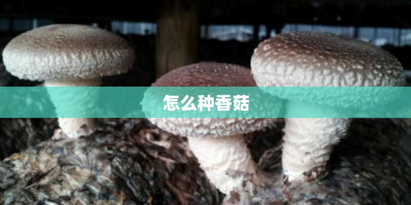 马赛国际公寓的介绍