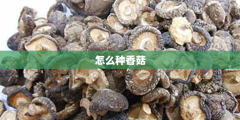 怎么种香菇