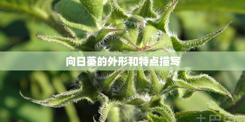 向日葵的外形和特点描写