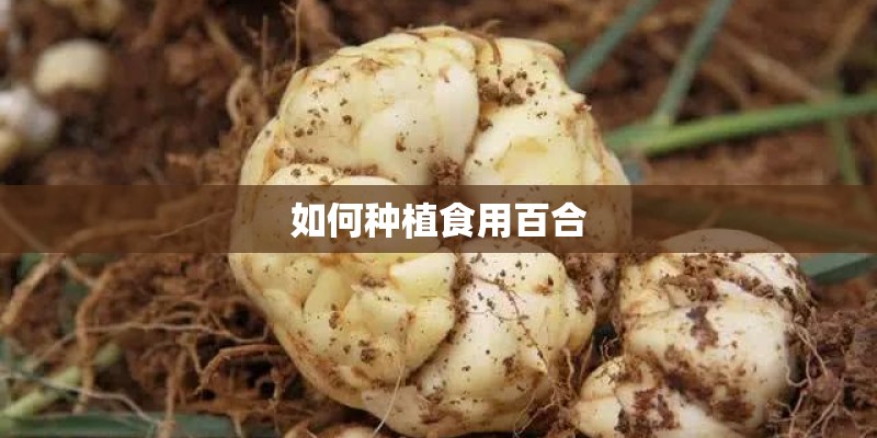 如何种植食用百合