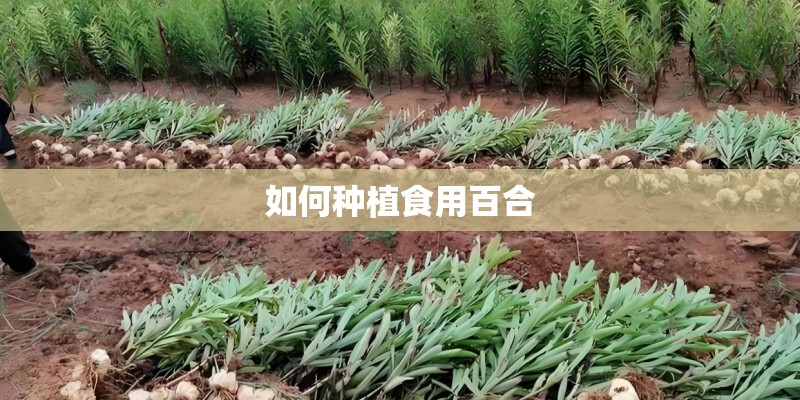 如何种植食用百合