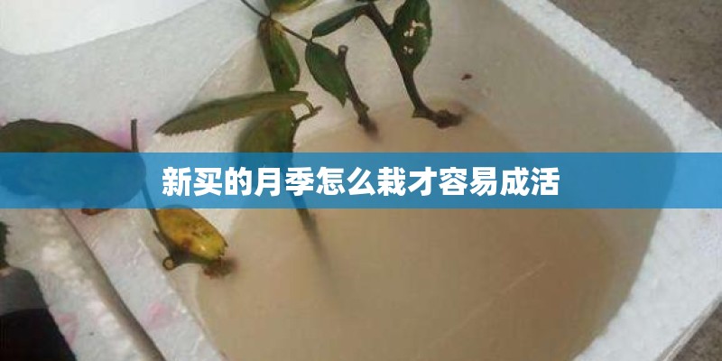 新买的月季怎么栽才容易成活