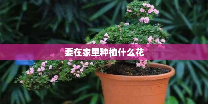 要在家里种植什么花