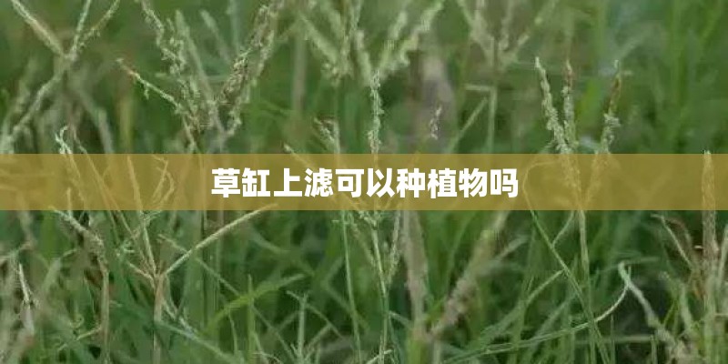 草缸上滤可以种植物吗