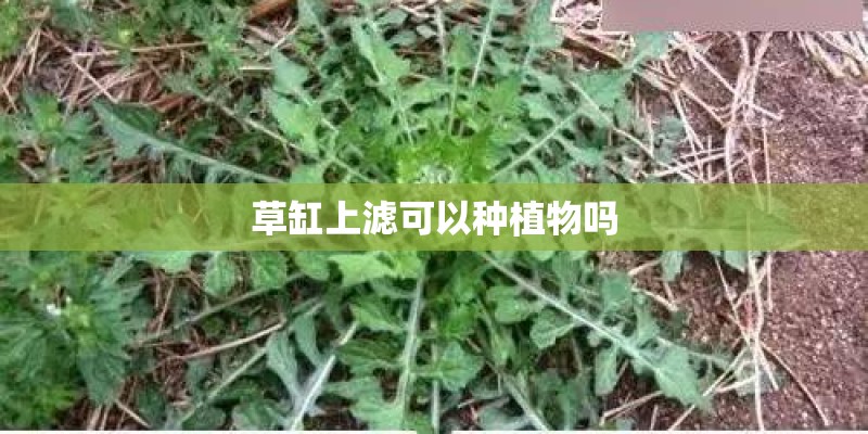 草缸上滤可以种植物吗