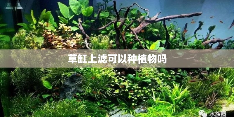 草缸上滤可以种植物吗