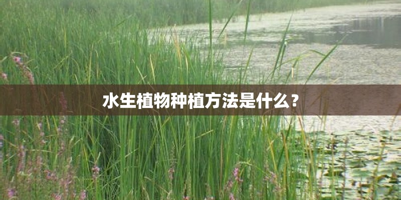 芽苗菜种植技术 纸上