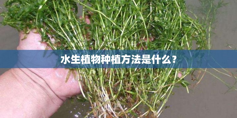 水生植物种植方法是什么？