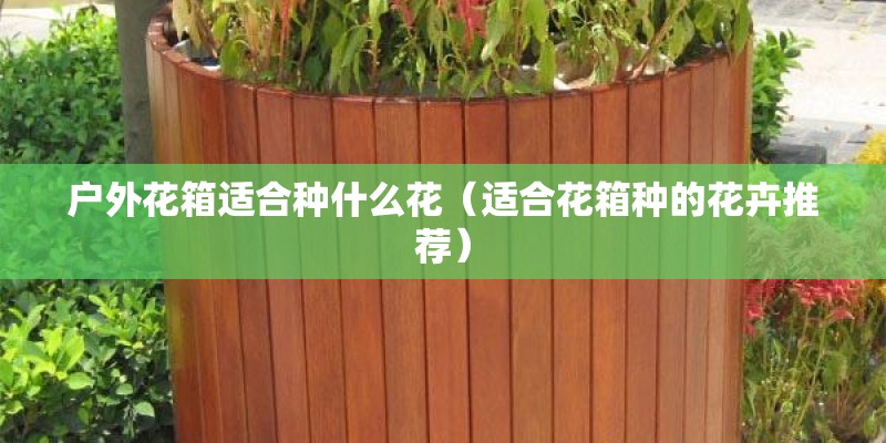 户外花箱适合种什么花（适合花箱种的花卉推荐）