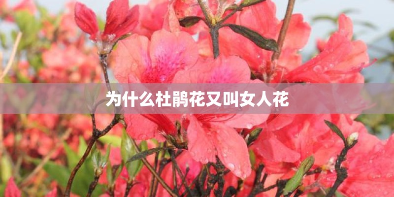 为什么杜鹃花又叫女人花 为什么杜鹃花又叫女人花