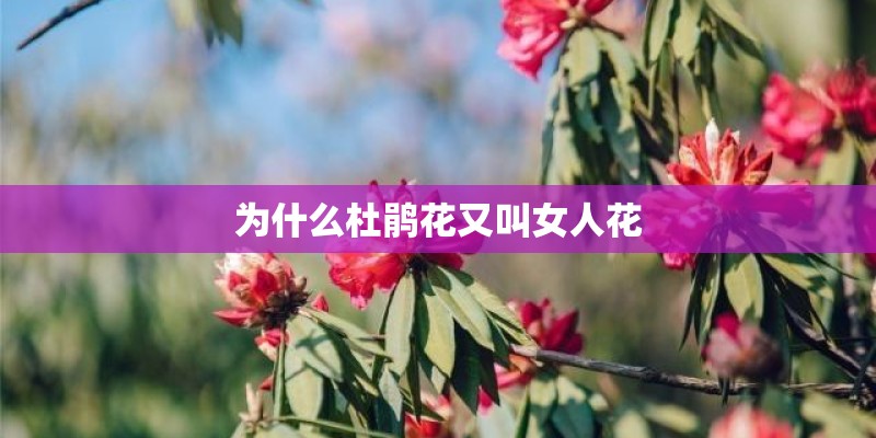为什么杜鹃花又叫女人花 为什么杜鹃花又叫女人花