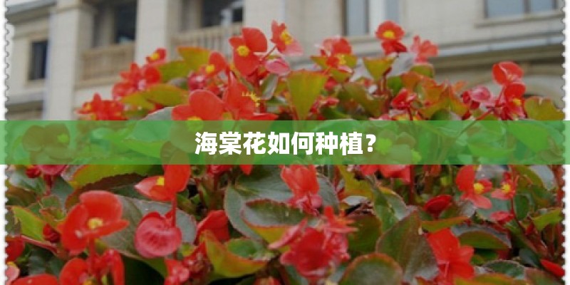 海棠花如何种植？
