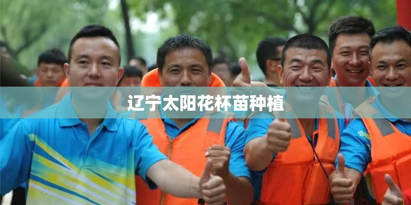 辽宁太阳花杯苗种植