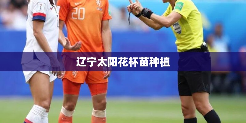 辽宁太阳花杯苗种植