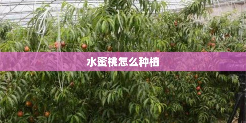 水蜜桃怎么种植