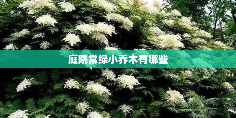 庭院常绿小乔木有哪些