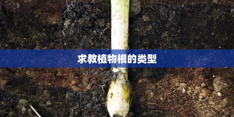 求教植物根的类型