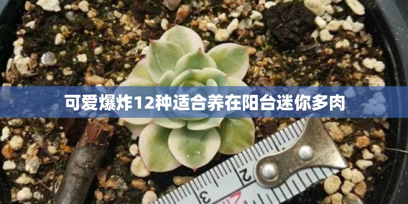 可爱爆炸12种适合养在阳台迷你多肉 可爱爆炸12种适合养在阳台迷你多肉