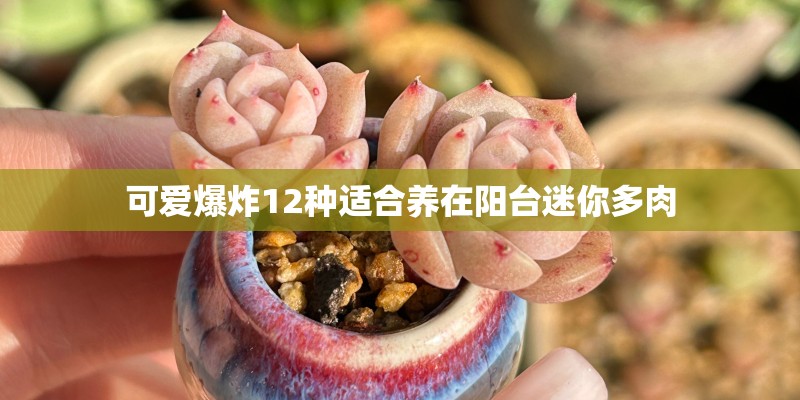 可爱爆炸12种适合养在阳台迷你多肉 可爱爆炸12种适合养在阳台迷你多肉
