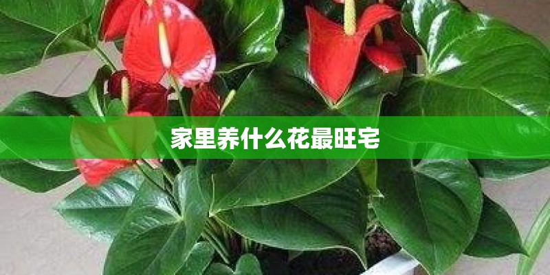 家里养什么花最旺宅