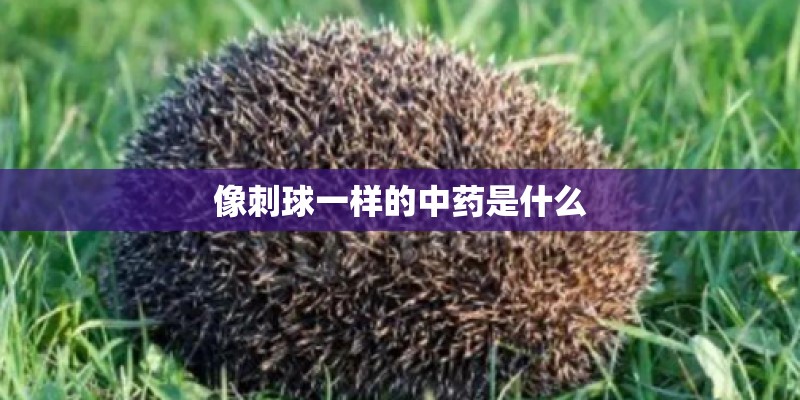 像刺球一样的中药是什么