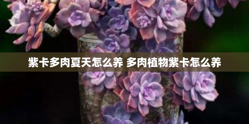 紫卡多肉夏天怎么养 多肉植物紫卡怎么养