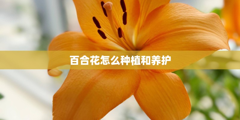 百合花怎么种植和养护