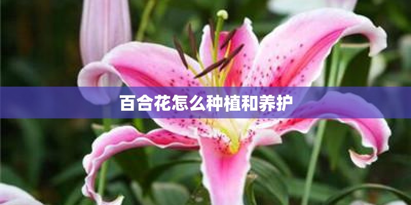 百合花怎么种植和养护