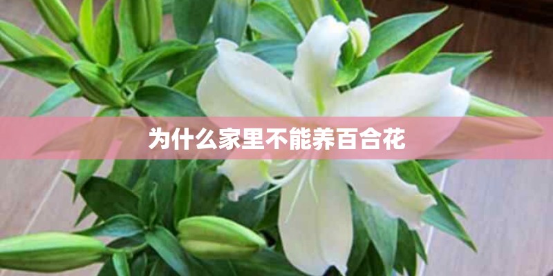 为什么家里不能养百合花