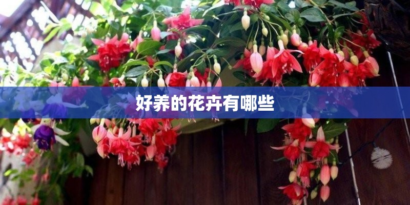 好养的花卉有哪些