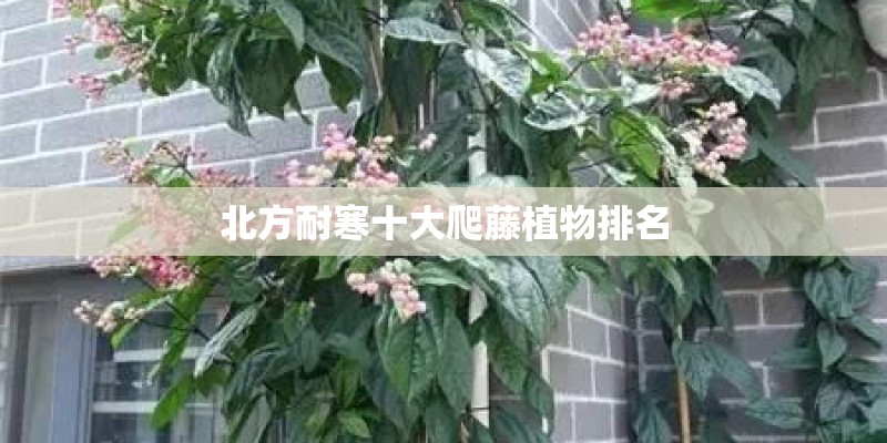 好养的花卉有哪些