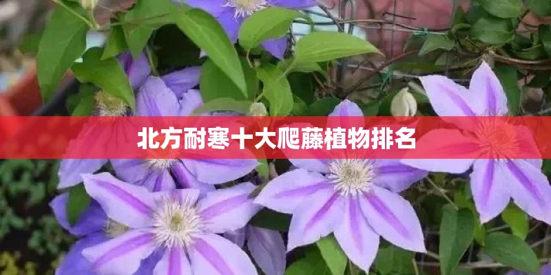 北方耐寒十大爬藤植物排名
