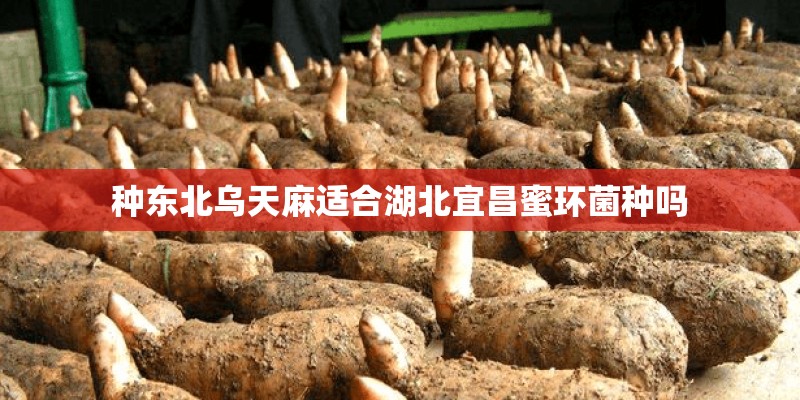 种东北乌天麻适合湖北宜昌蜜环菌种吗