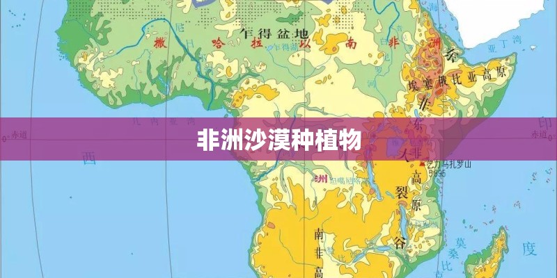 非洲沙漠种植物