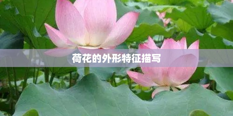荷花的外形特征描写