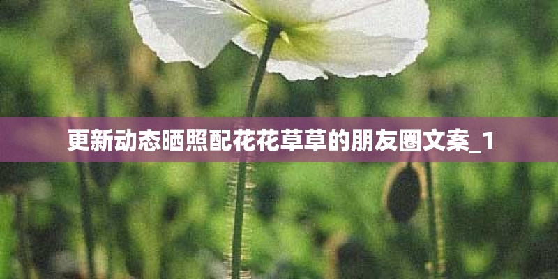 荷花的外形特征描写