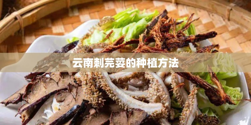 云南刺芫荽的种植方法