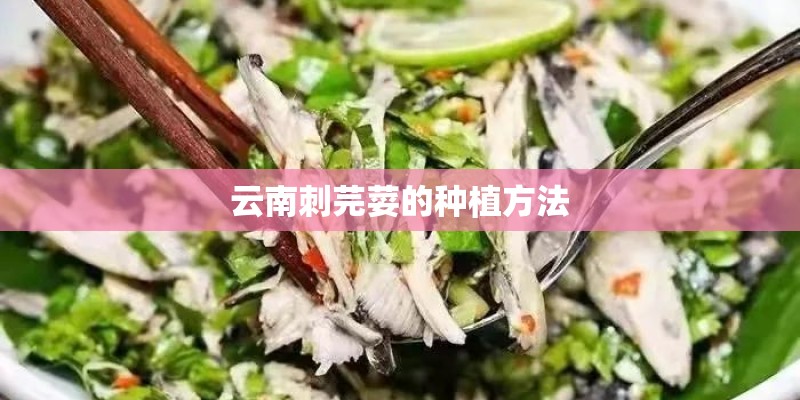 云南刺芫荽的种植方法