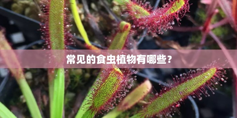 常见的食虫植物有哪些？